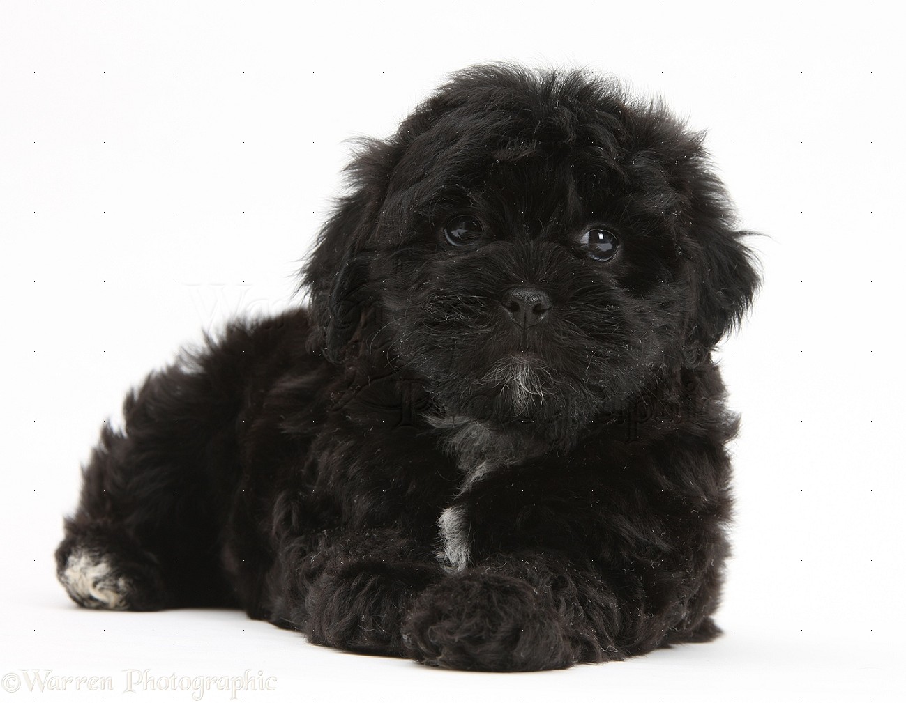 Black Shih Tzu Puppy Sitting