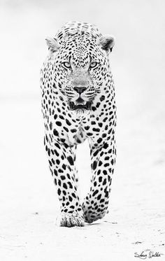 Black & White Walking leopard Tattoo Design