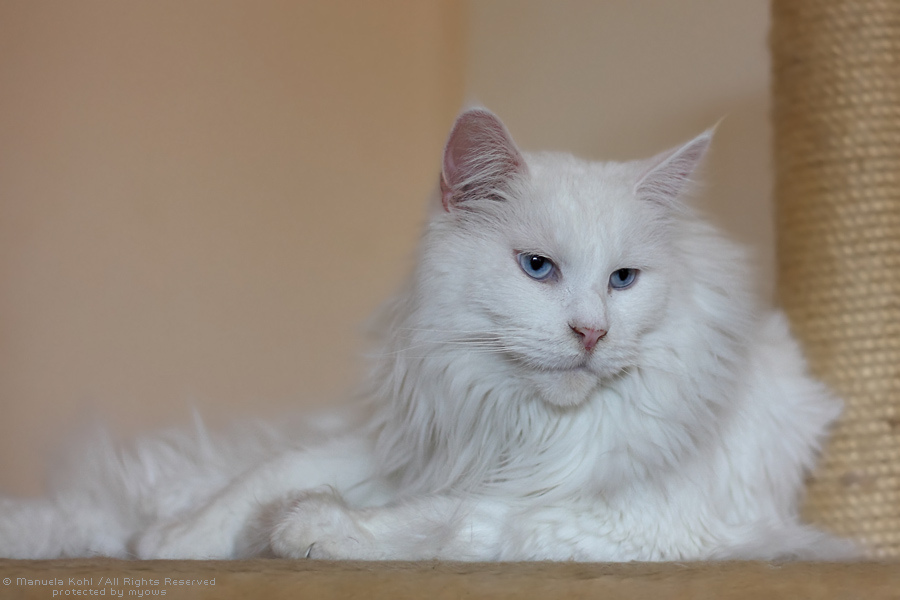 Blue Eyed White Maine Coon Cat