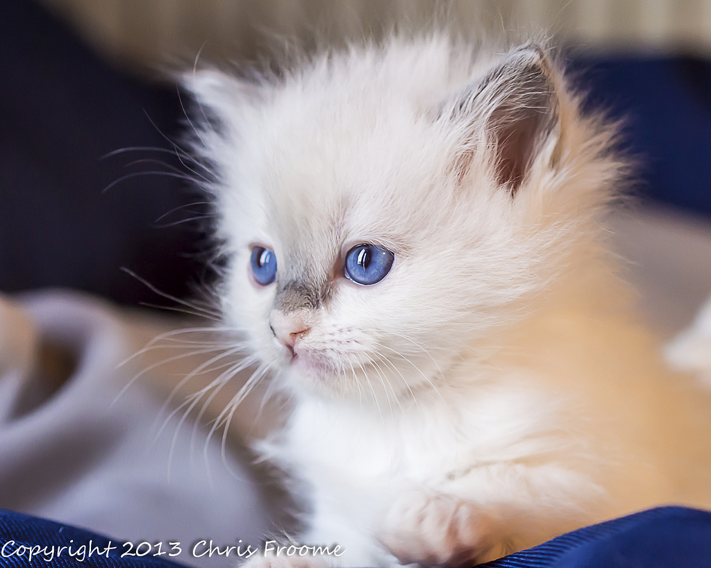 Blue Eyes Cute Ragdoll Kittens