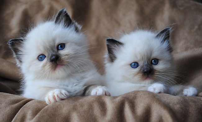 Blue Eyes White Ragdoll Kittens