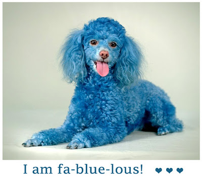 Blue Poodle Dog Picture