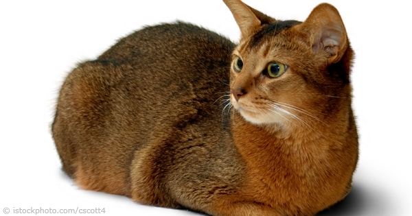 Brown Abyssinian Cat