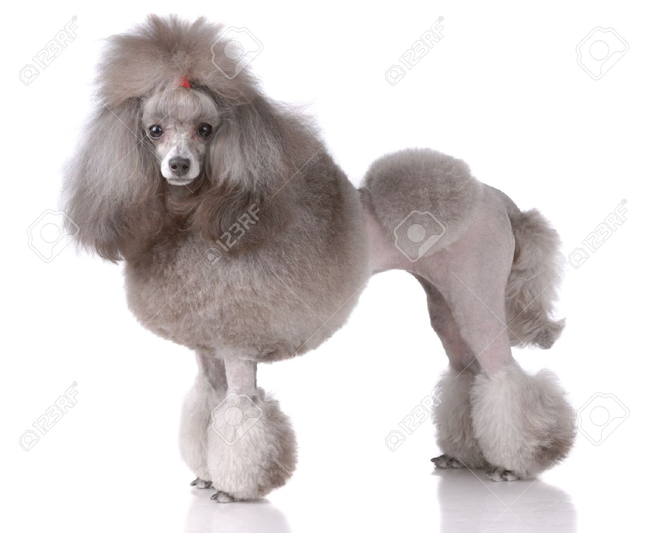 Brown And White Poodle Dog