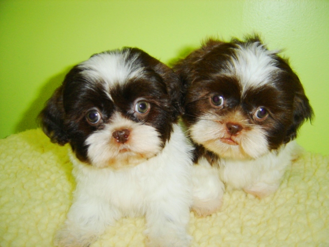 Brown And White Shih Tzu Puppies