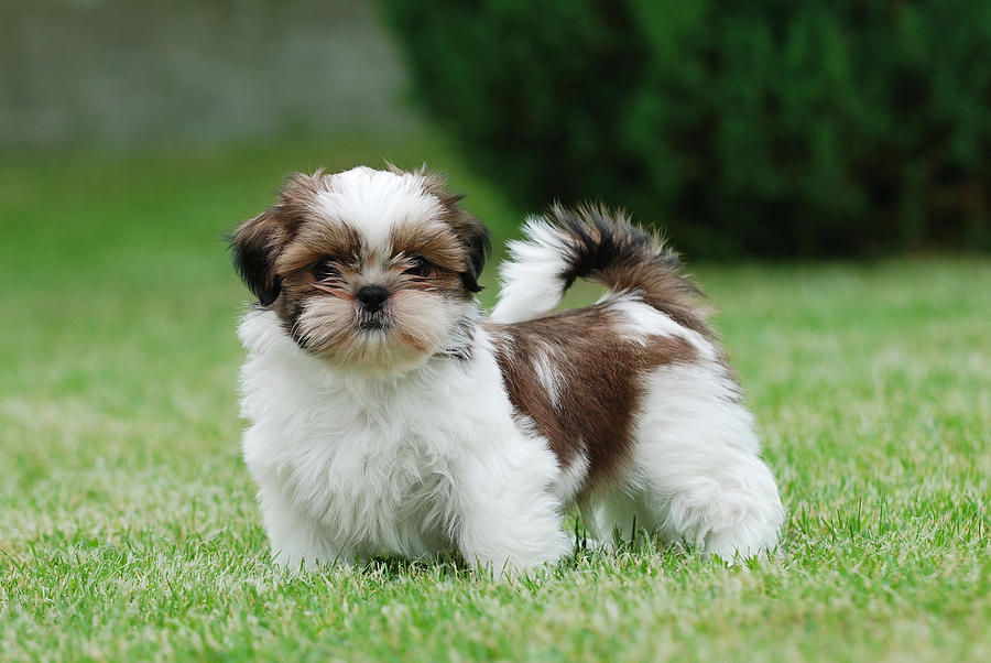 Brown And White Shih Tzu Puppy On Grass