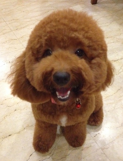 Brown Poodle Dog Face Picture