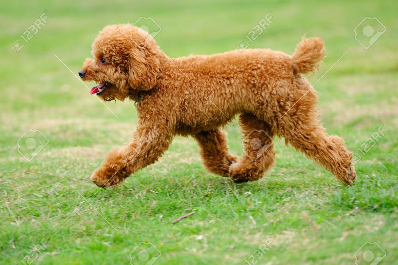 Brown Poodle Dog Running
