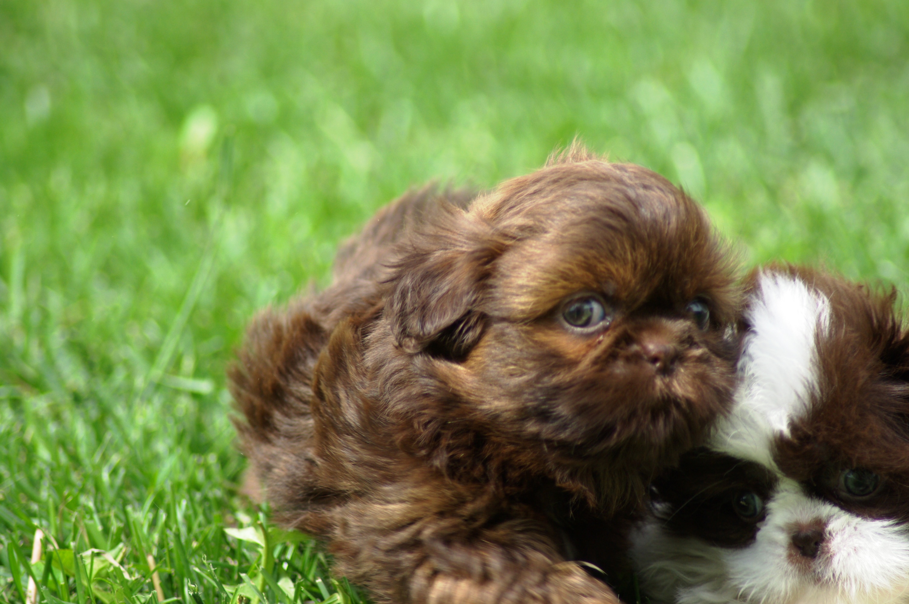 Brown Shih Tzu Puppy On Grass
