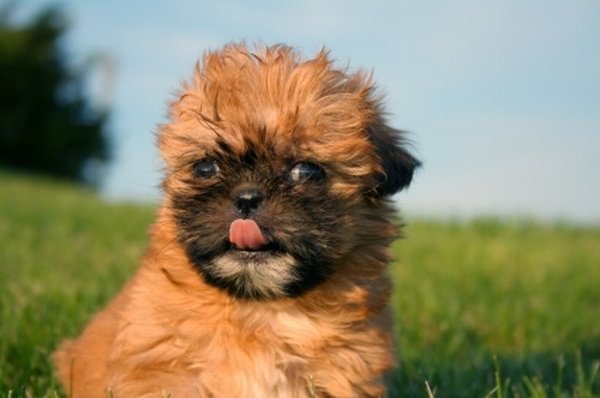 Brown Shih Tzu Puppy Picture