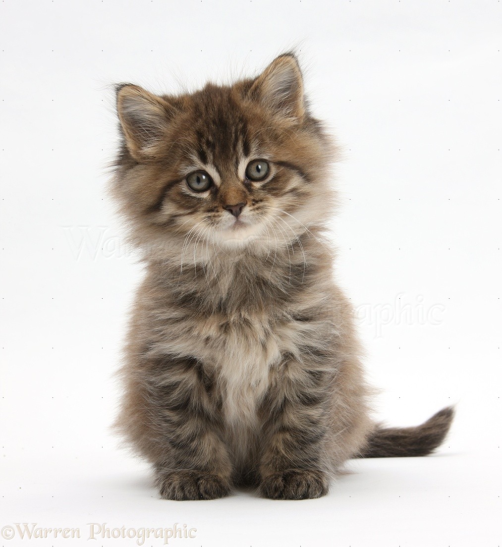 Brown Tabby Maine Coon Kitten