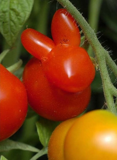 Bunny Tomato Funny Vegetable Picture