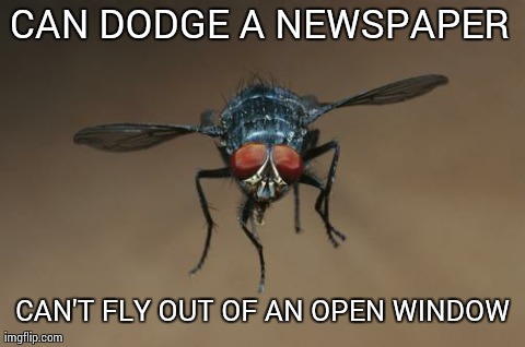 Can't Fly Out Of An Open Window Funny Meme