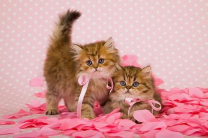 Chinchilla Golden Persian Kittens With Pink Bow