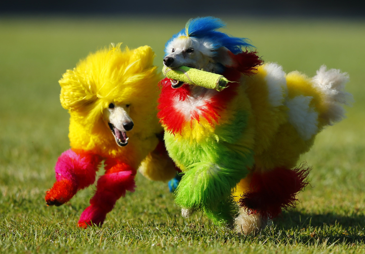 Colorful Poodle Dogs Running
