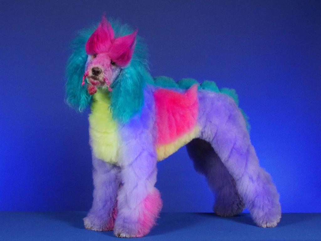 Colorful Poodle Dog Picture