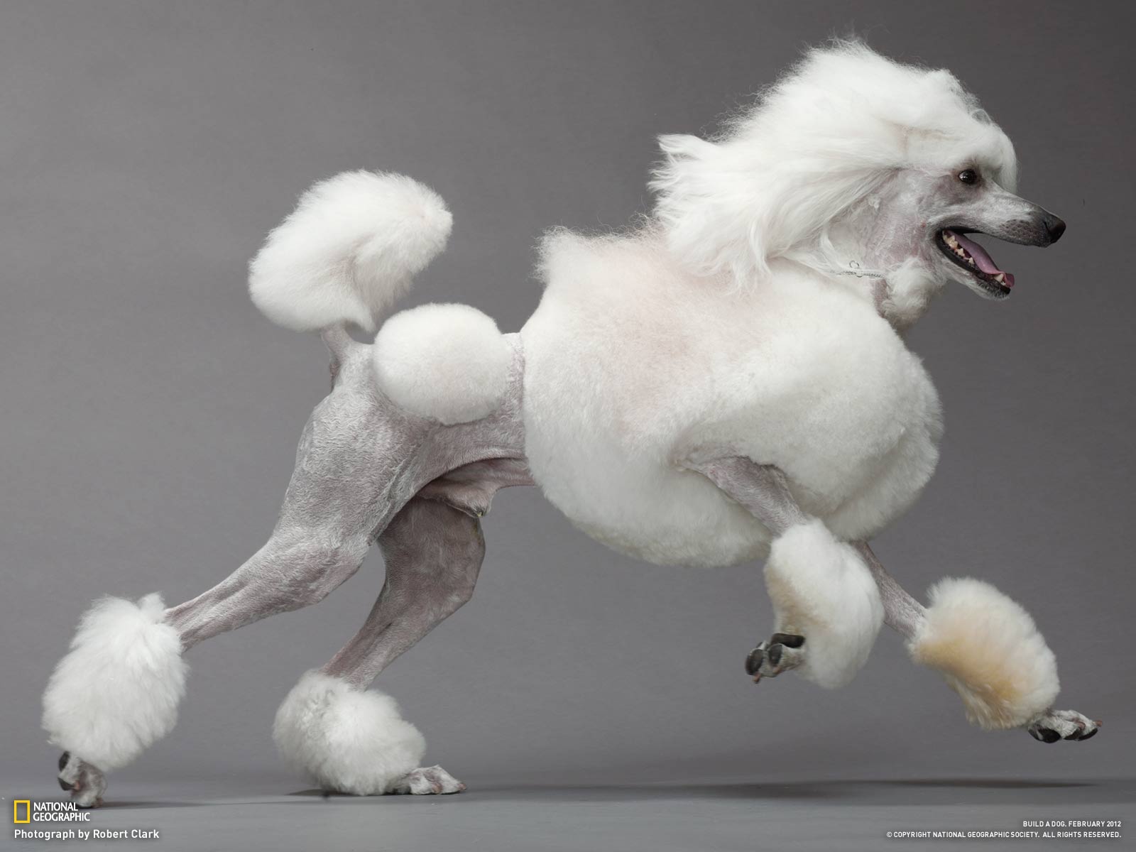 Cropped White Poodle Dog Posing