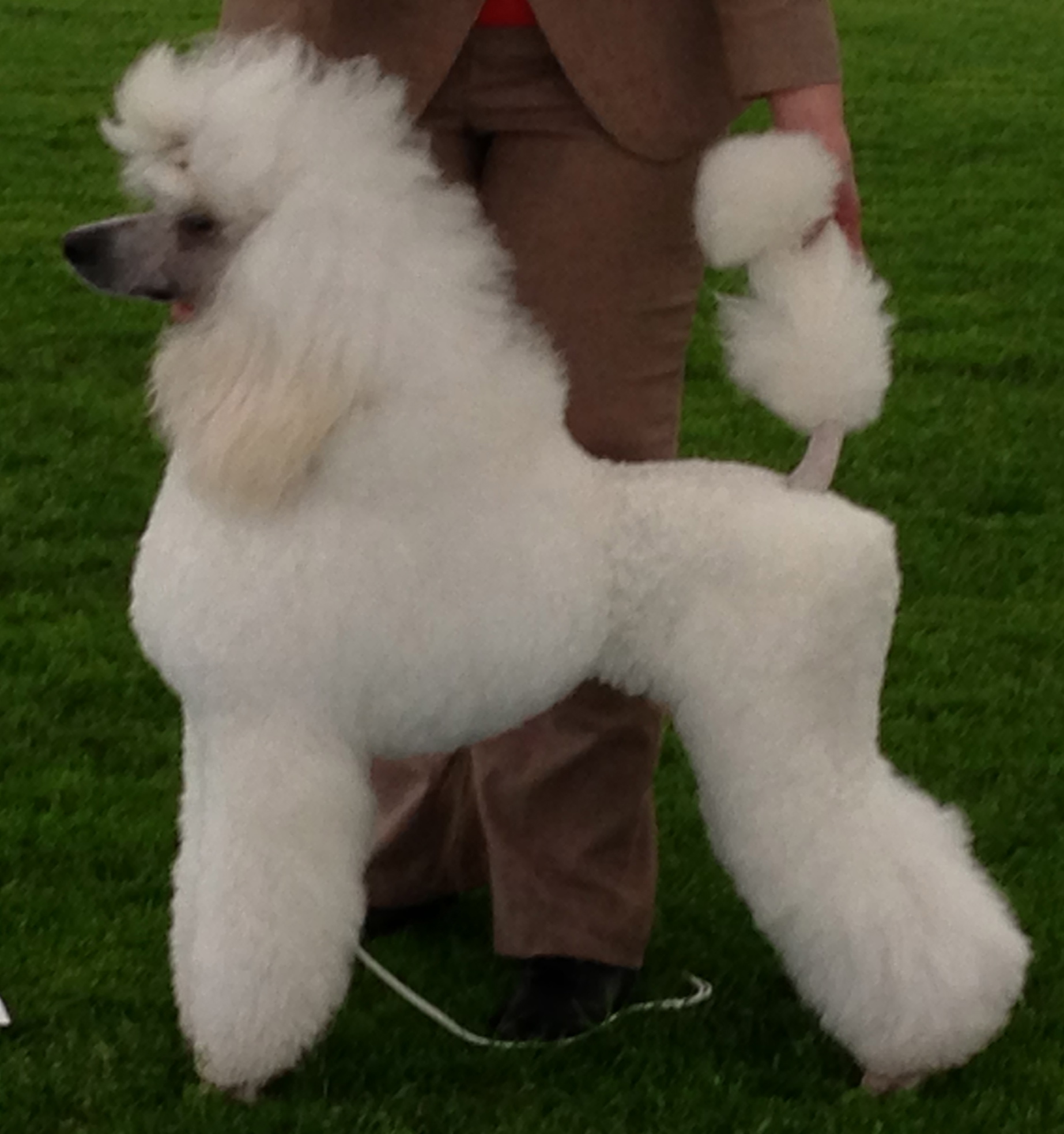 Cropped White Poodle Dog