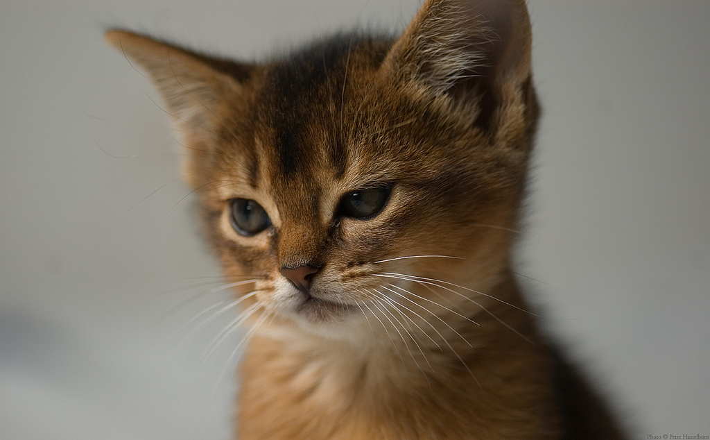 Cute Abyssinian Kitten Face
