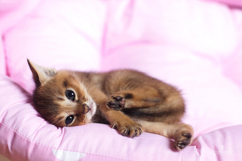 Cute Abyssinian Kitten Laying On Bed