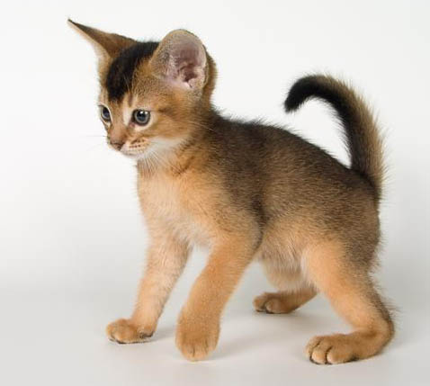 Cute Abyssinian Kitten Picture