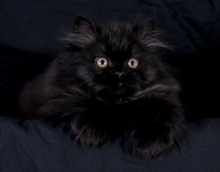 Cute Black Persian Cat