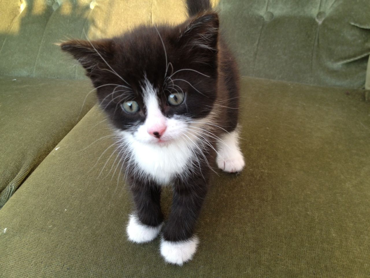 Cute Black Ragdoll Kitten Picture