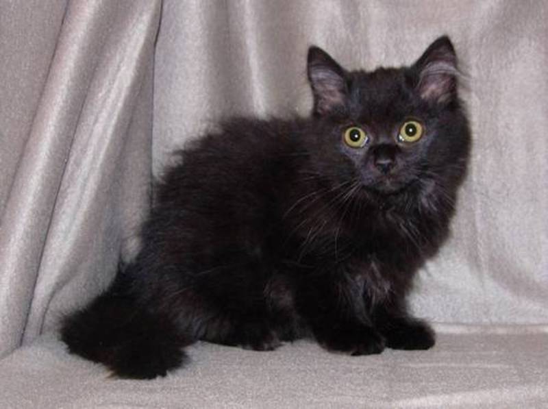 Cute Black Ragdoll Kitten