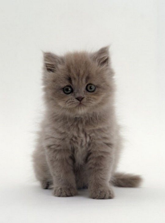 Cute Dark Persian Kitten