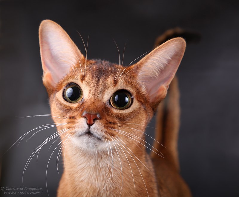 Cute Face Abyssinian Kitten HD Wallpaper