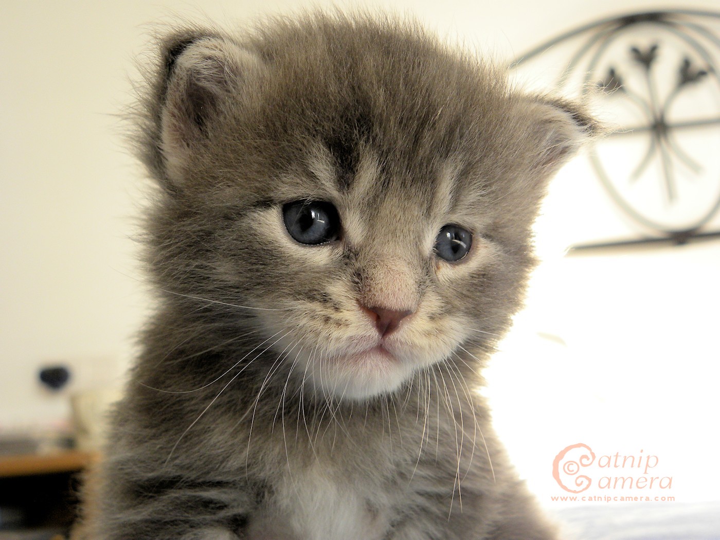 Cute Face Miniature Maine Coon Kitten