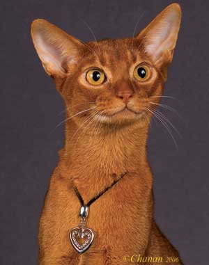 Cute Face Red Abyssinian Cat
