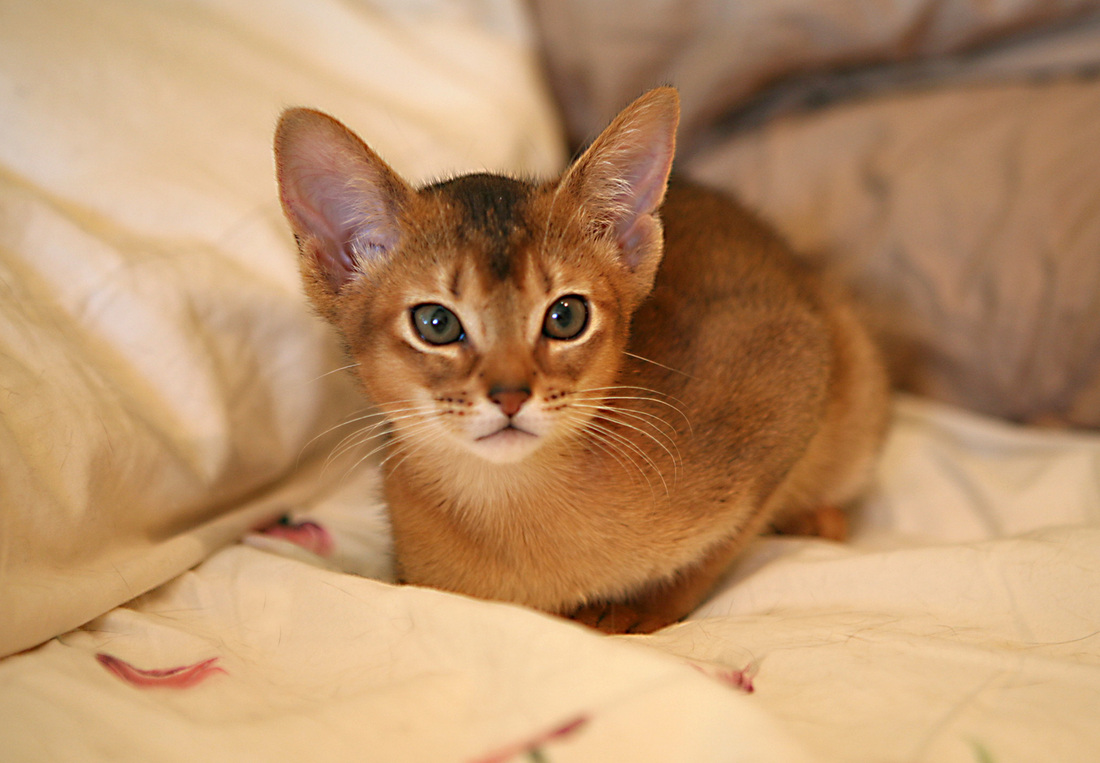 Cute Golden Abyssinian Kitten