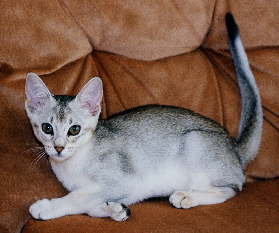 Cute Grey Abyssinian Cat