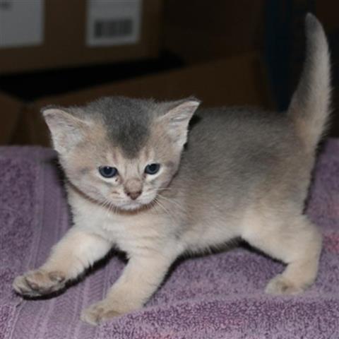 Cute Grey Abyssinian Kitten Picture