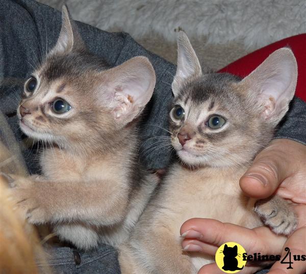 Cute Grey Abyssinian Kittens Picture