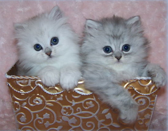 Cute Grey Persian Kittens In Box