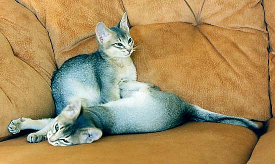 Cute Grey Two Abyssinian Cats