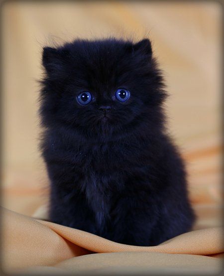 Cute Little Black Ragdoll Kitten