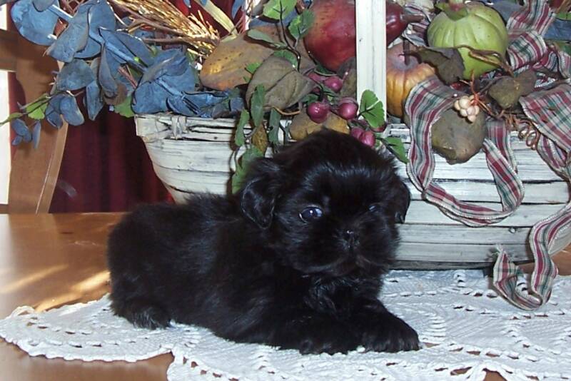 Cute Little Black Shih Tzu Puppy