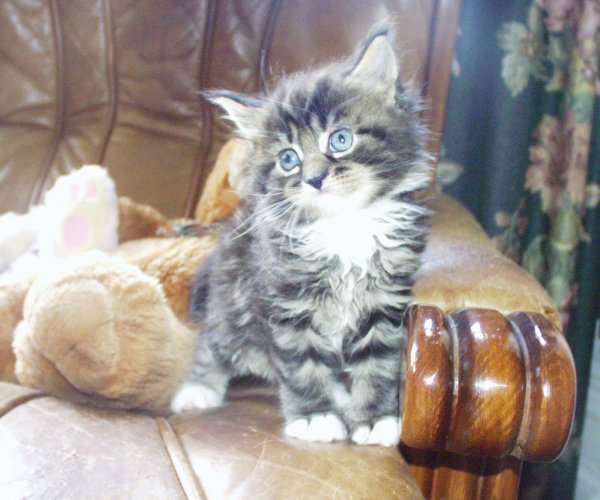 Cute Little Maine Coon Kitten Sitting On Chair