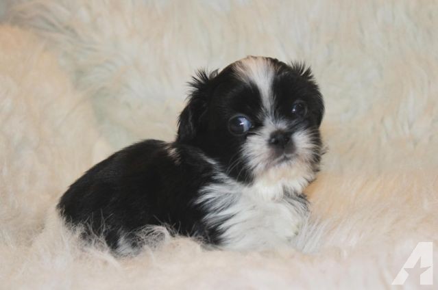 Cute Miniature Black And White Shih Tzu Puppy