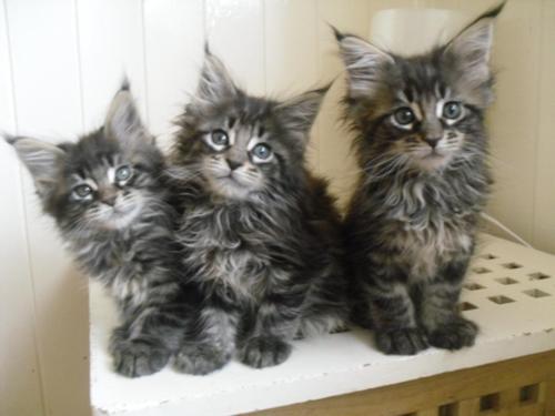 Cute Miniature Maine Coon Kittens