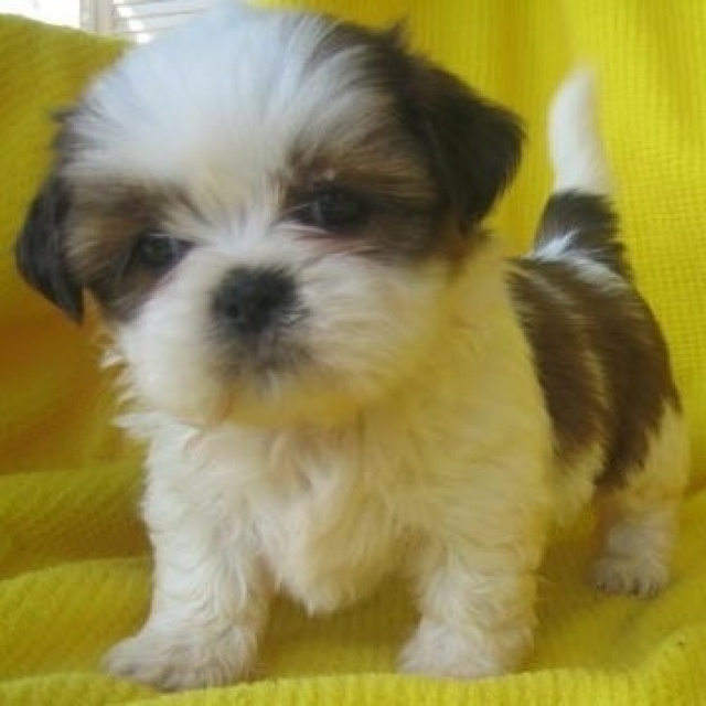 Cute Miniature Shih Tzu Puppy Looking At You