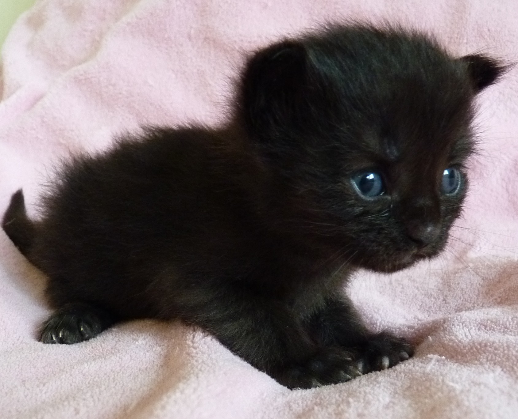 Cute New Born Black Maine Coon Kitten