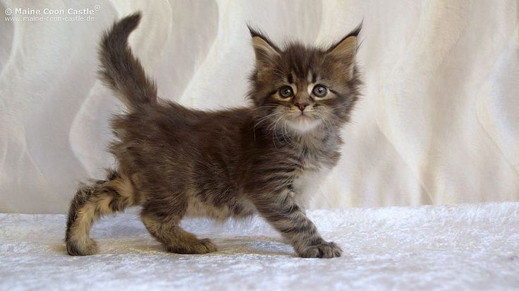 Cute New Born Maine Coon Kitten