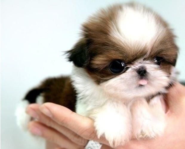 Cute New Born Shih Tzu Puppy In Hand