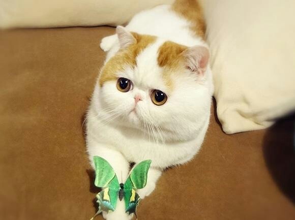 Cute Persian Cat Picture