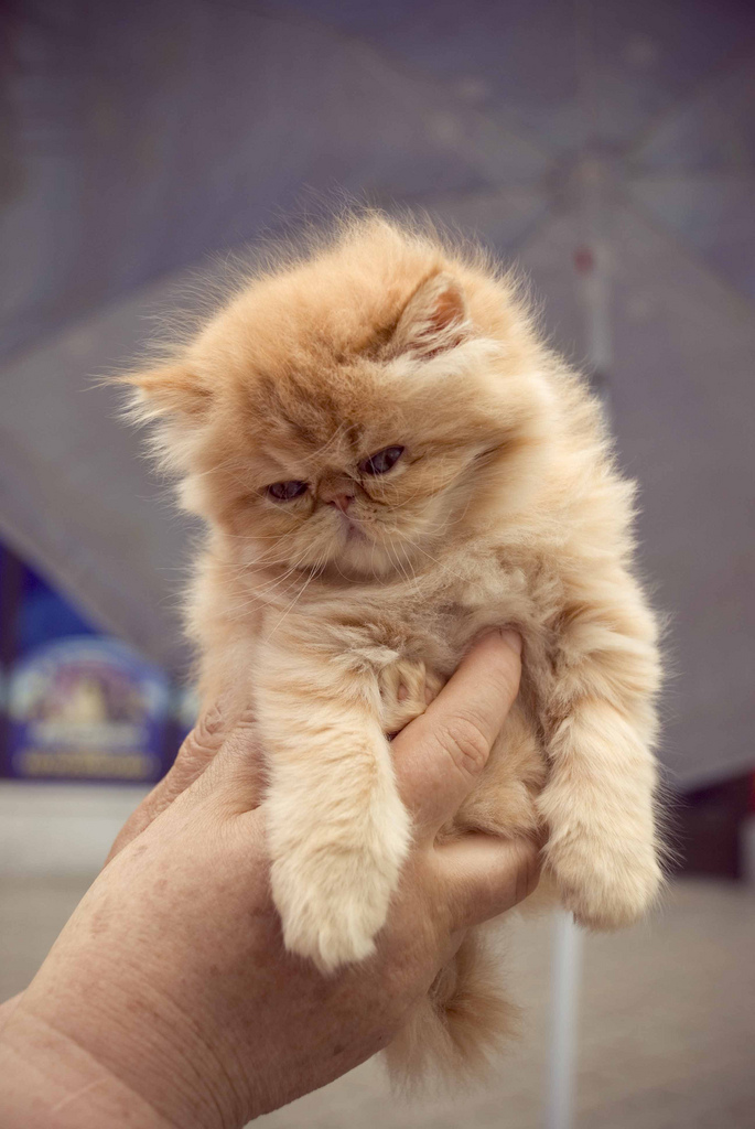 Cute Persian Kitten In Hand Picture