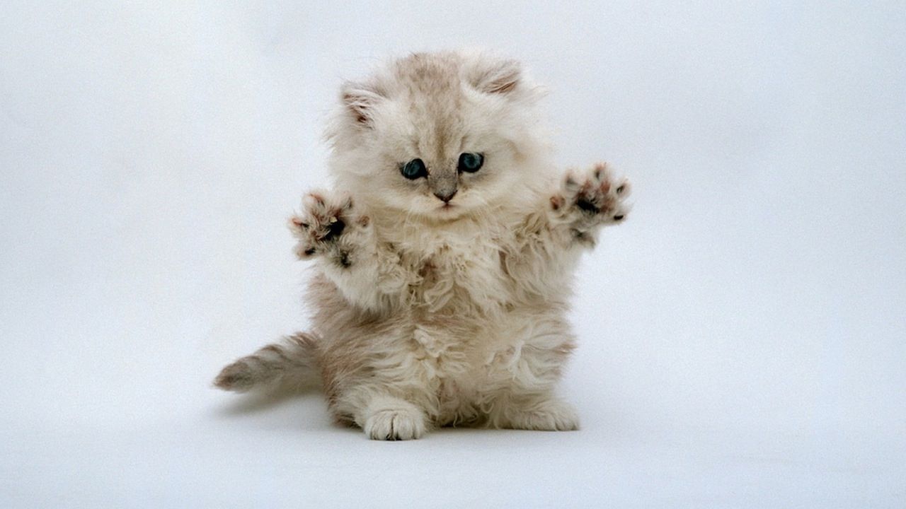 Cute Persian Kitten Playing
